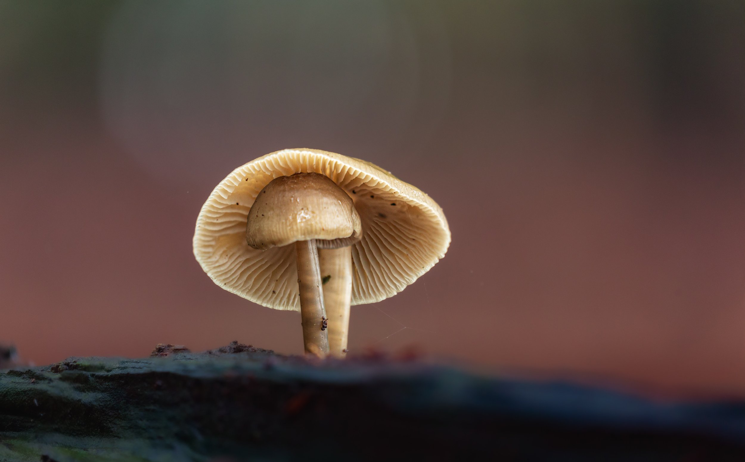 Tutorial: Mushroom Light Painting Photography — Using Lightroom and  Photoshop., by Rudolfo Dalamicio