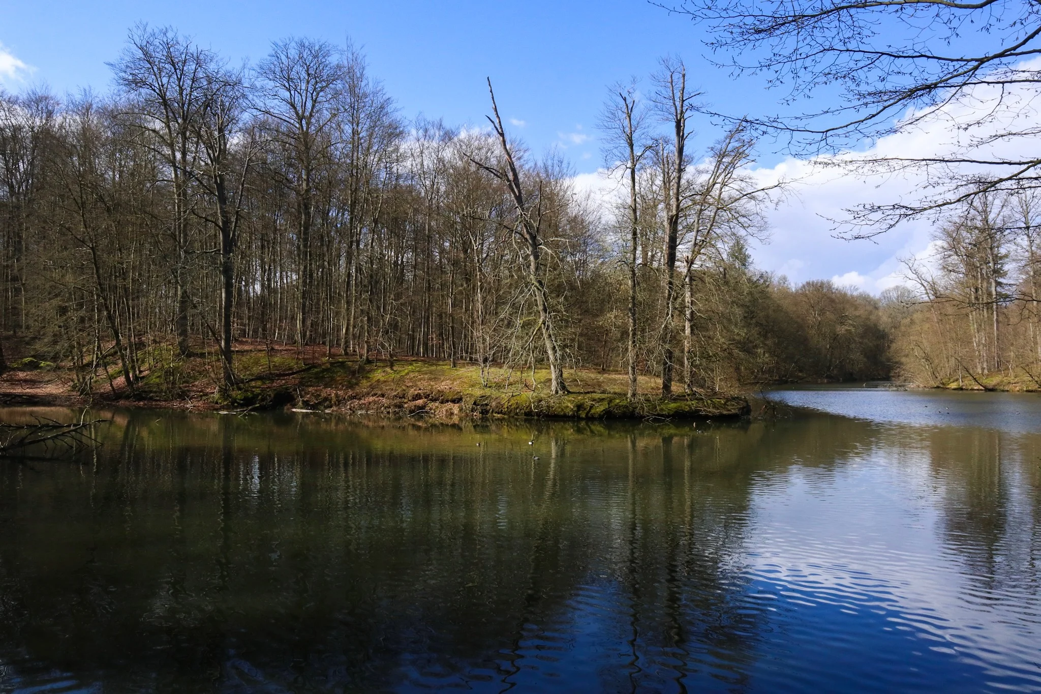 a forest in or near Brussels that Sarah explored just hours ago.