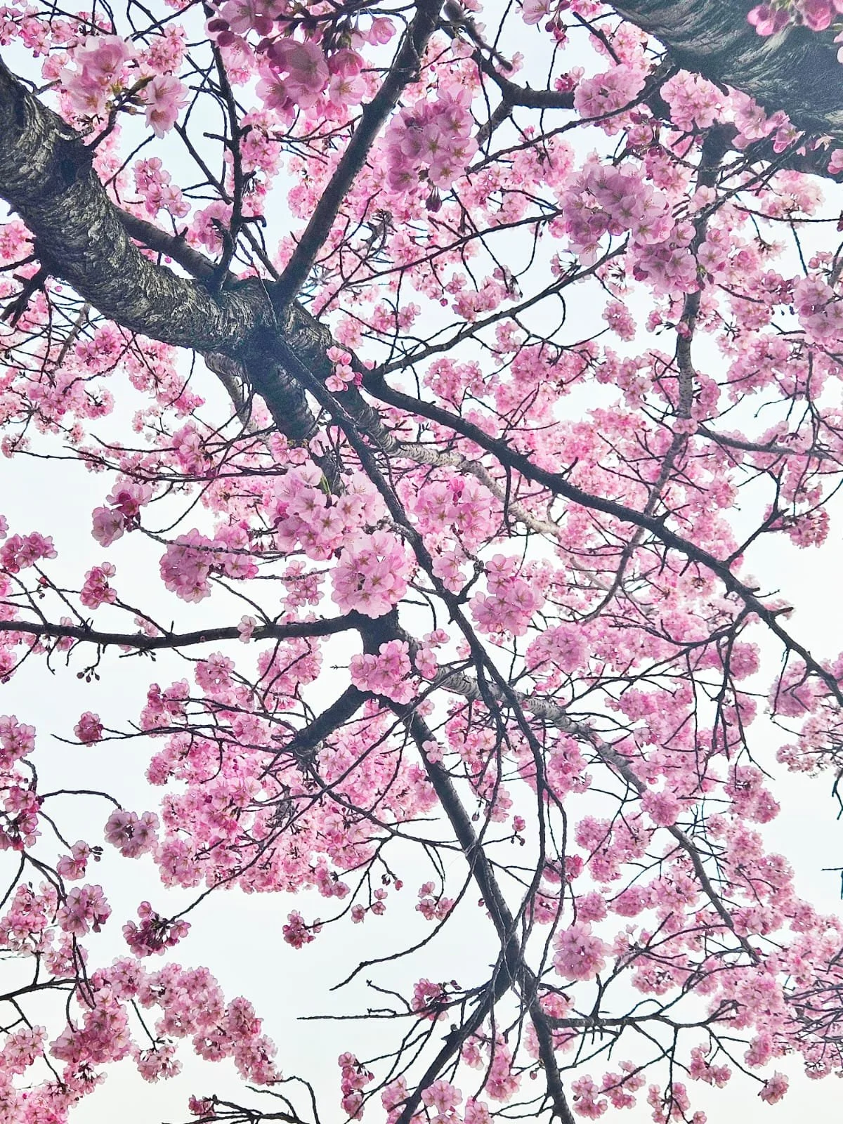 A photograph looking up into the branches of a cherry blossom tree with a white sky background.