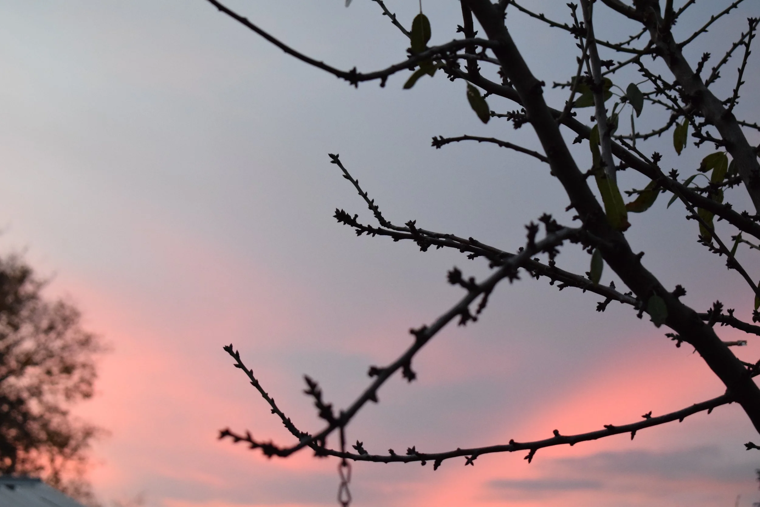 DSC_0235.jpg