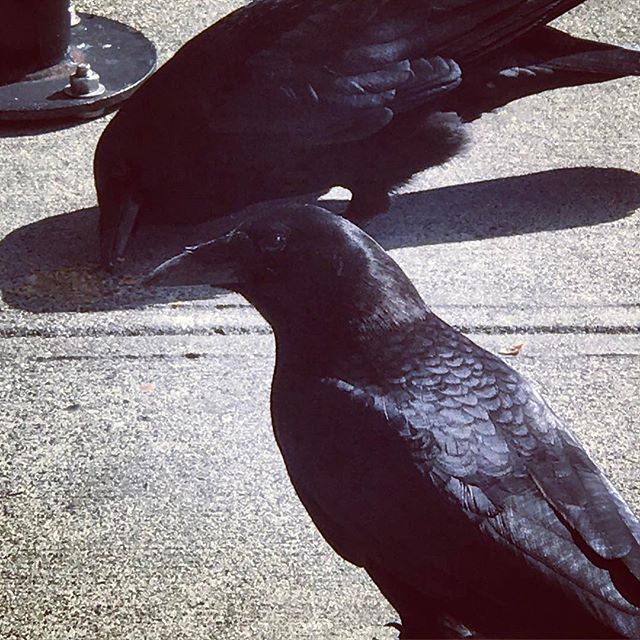 Was having a convo with this crow.. such a talkative little guy! 🙂 #crows #hangingout