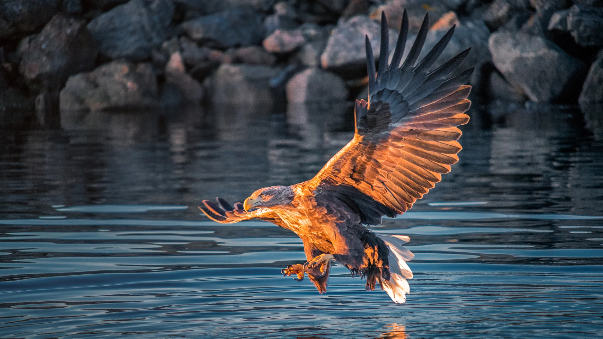 White-tailed Eagle In gaelic they call this Eagle “IOLAIRE SULAIRE NA GREIN - EAGLE WITH THE SUNLIT EYE”, isn’t that beautiful? And fits to an old legend, translated of St. Augustine, which states that the eagle is the only animal which can look into the sun without getting hurt. "The sun invigorates the eyes of eagles, but injures our own."