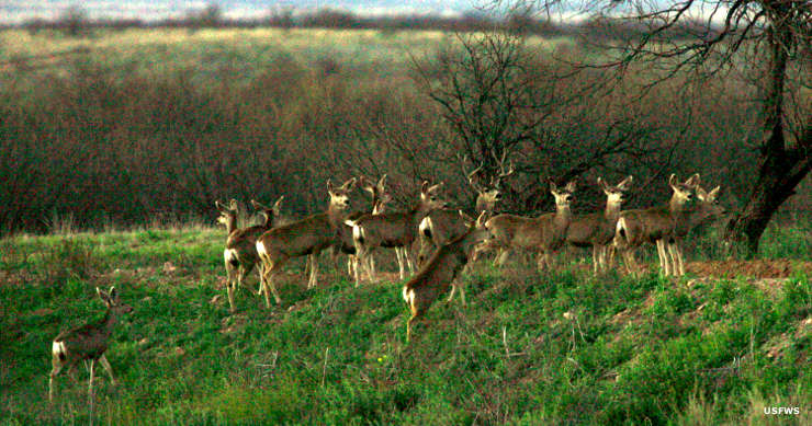Buenas Aires National Wildlife Refuge - photo credit: TheArmChairExplorer.com 