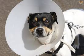 Dog after surgery.jpeg