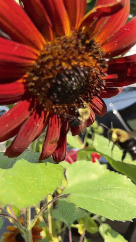 giphy-1.gif