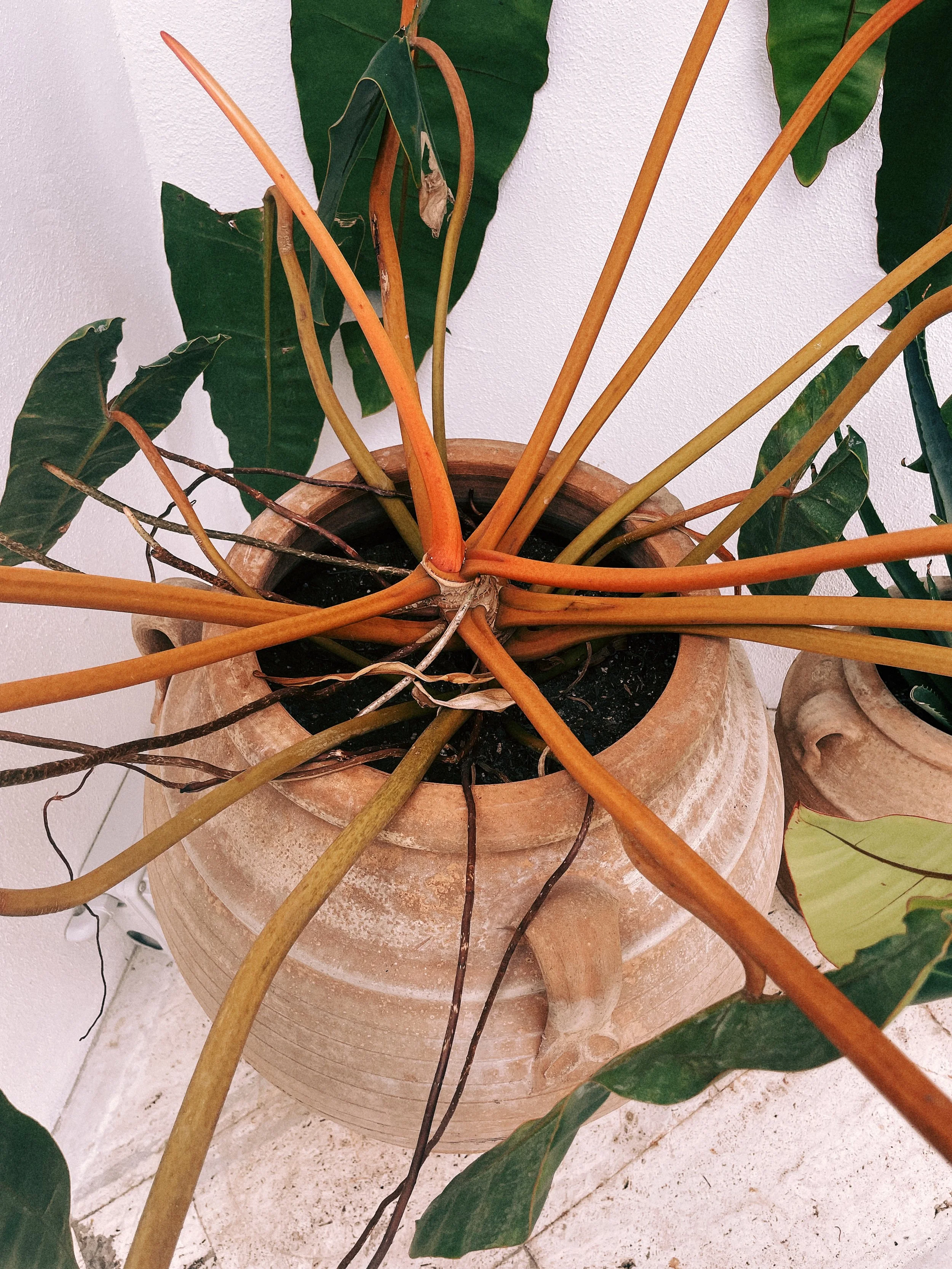 IMG_6876%20Edited 38 Edited.JPG