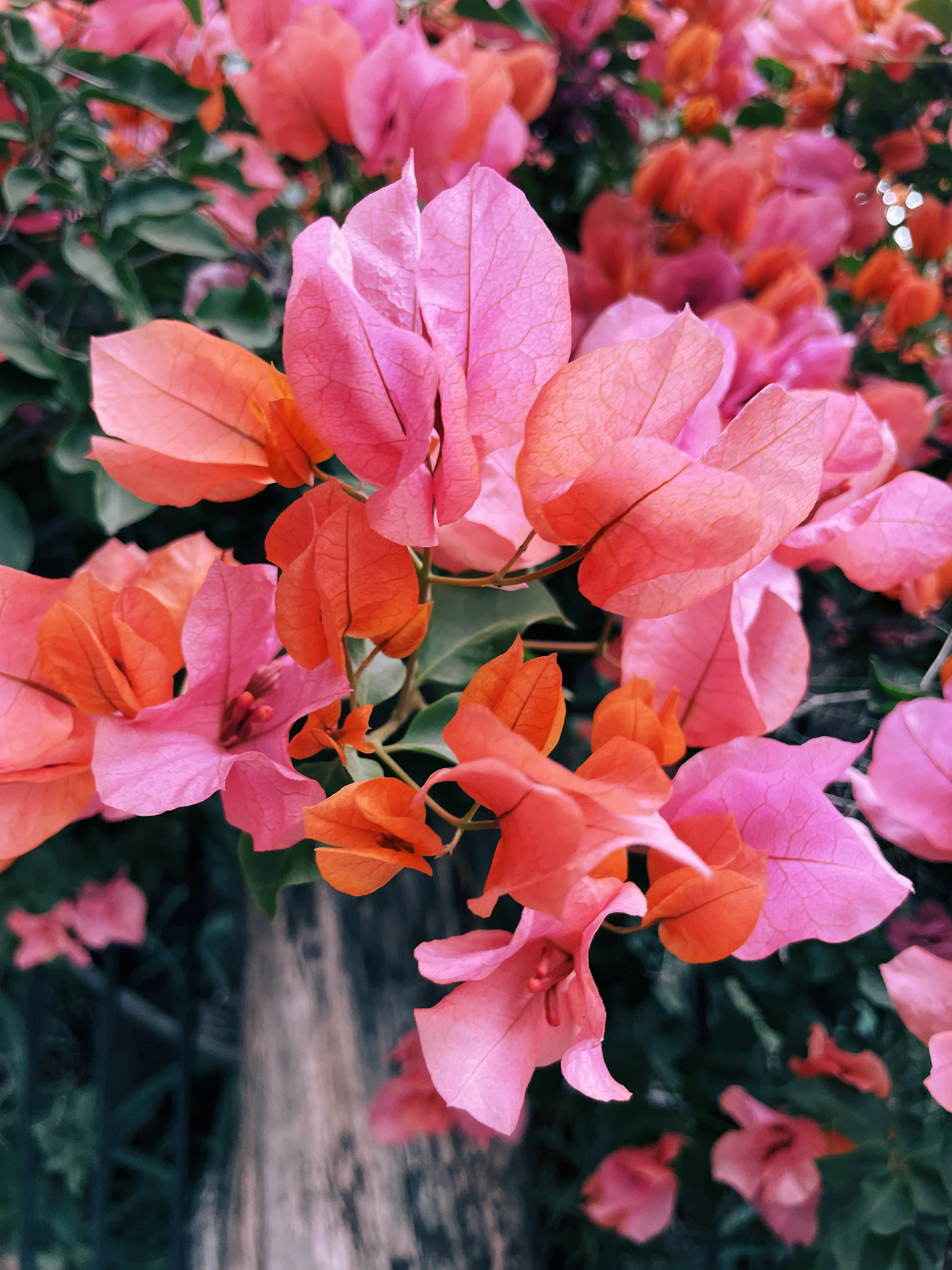 IMG_2276 Edited 3.JPG