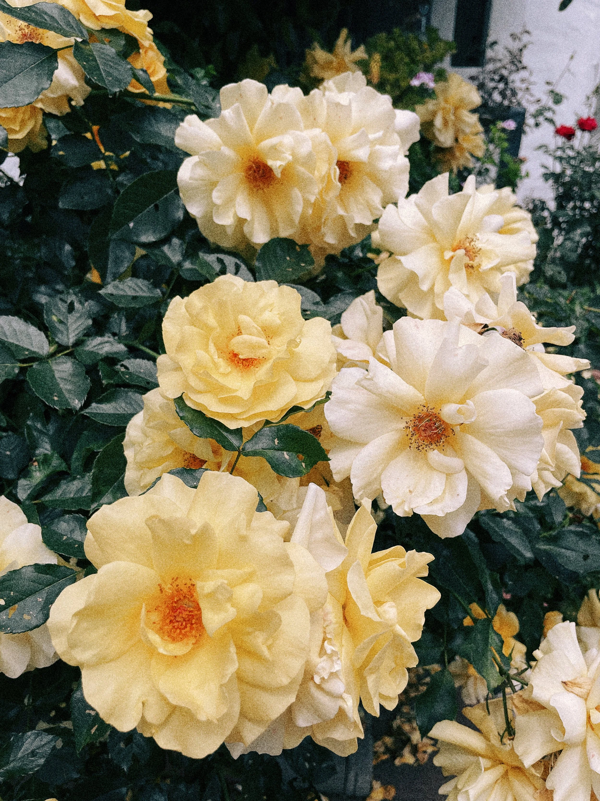 IMG_1899%20Edited Edited.JPG