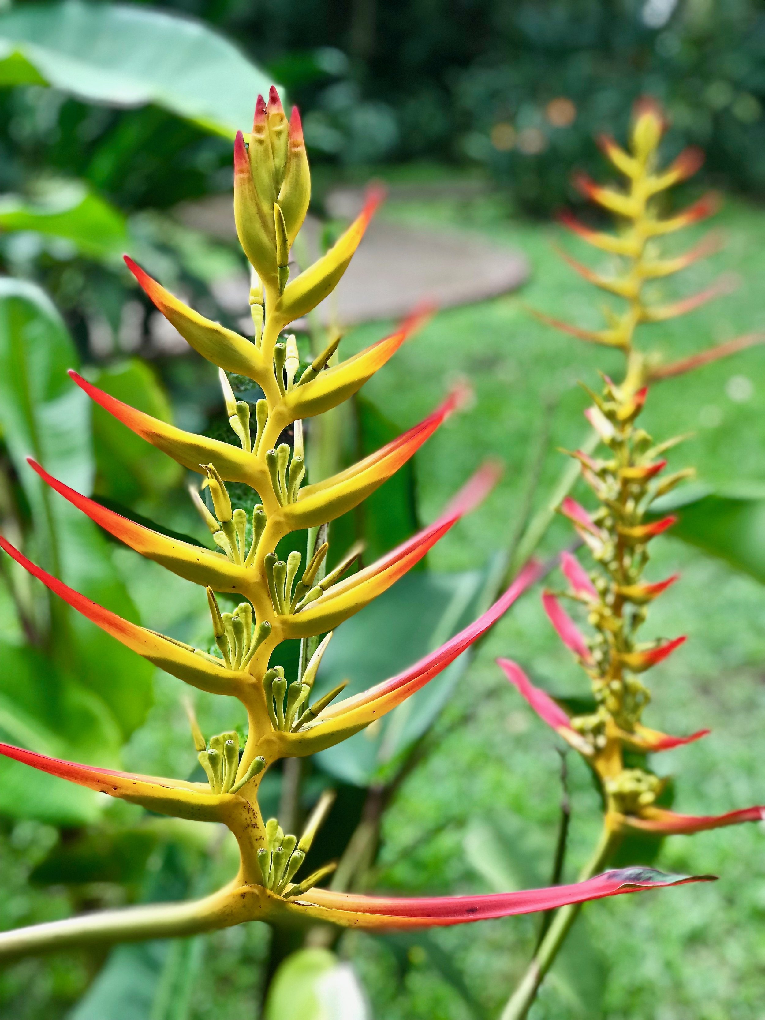 Costa Rica Lankester Botanical Garden.jpg