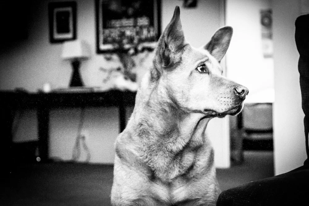 Diego. (c) 2014, J. STANFORD.