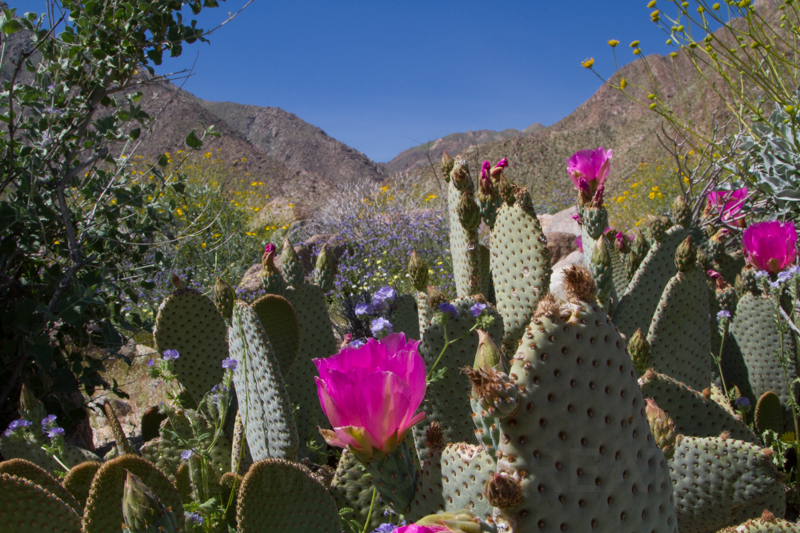 1703 anza borrego superbloom-2.jpg