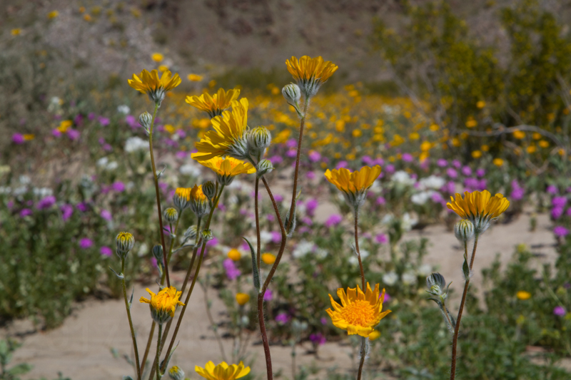 1703 anza borrego superbloom-1.jpg