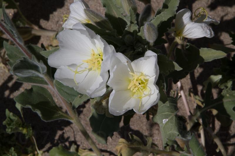 1703 anza borrego superbloom-5.jpg