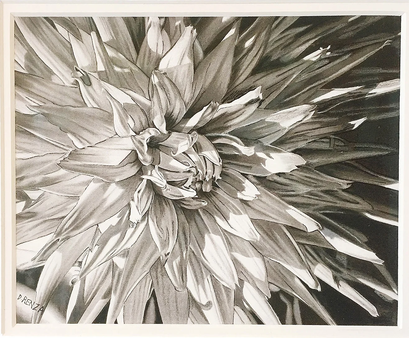 Chrysanthemum In The Light