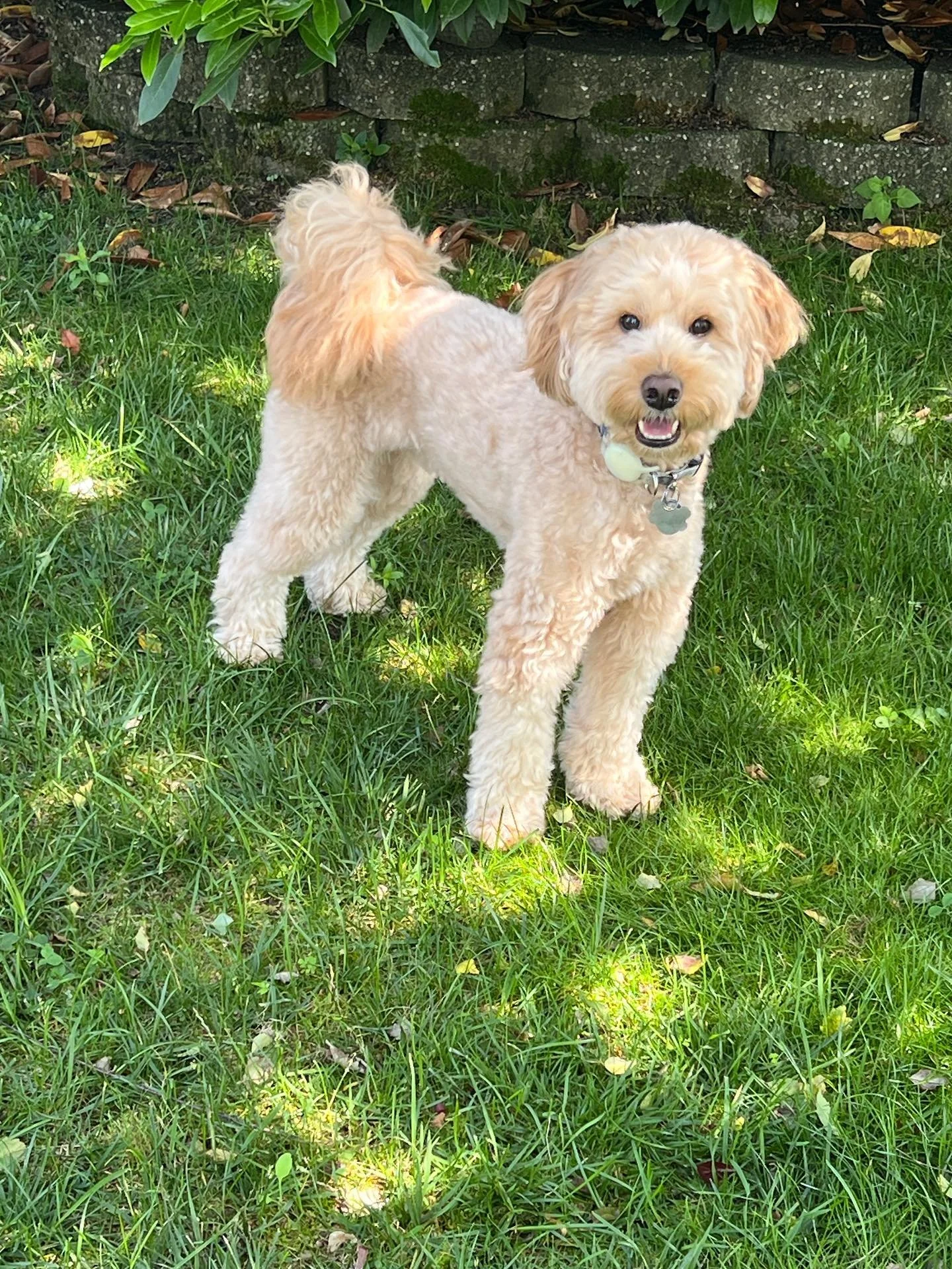 Happy National Dog Day from the Anchor Therapy pack! 🐾💙

Meet the real MVPs behind the scenes- our team&rsquo;s furry companions who remind us daily about unconditional love, emotional support, and the power of a good snuggle. 🐶