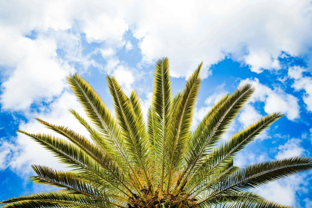 Tallahassee, FL, where Florida residents meet Anchor Therapy through online therapy.