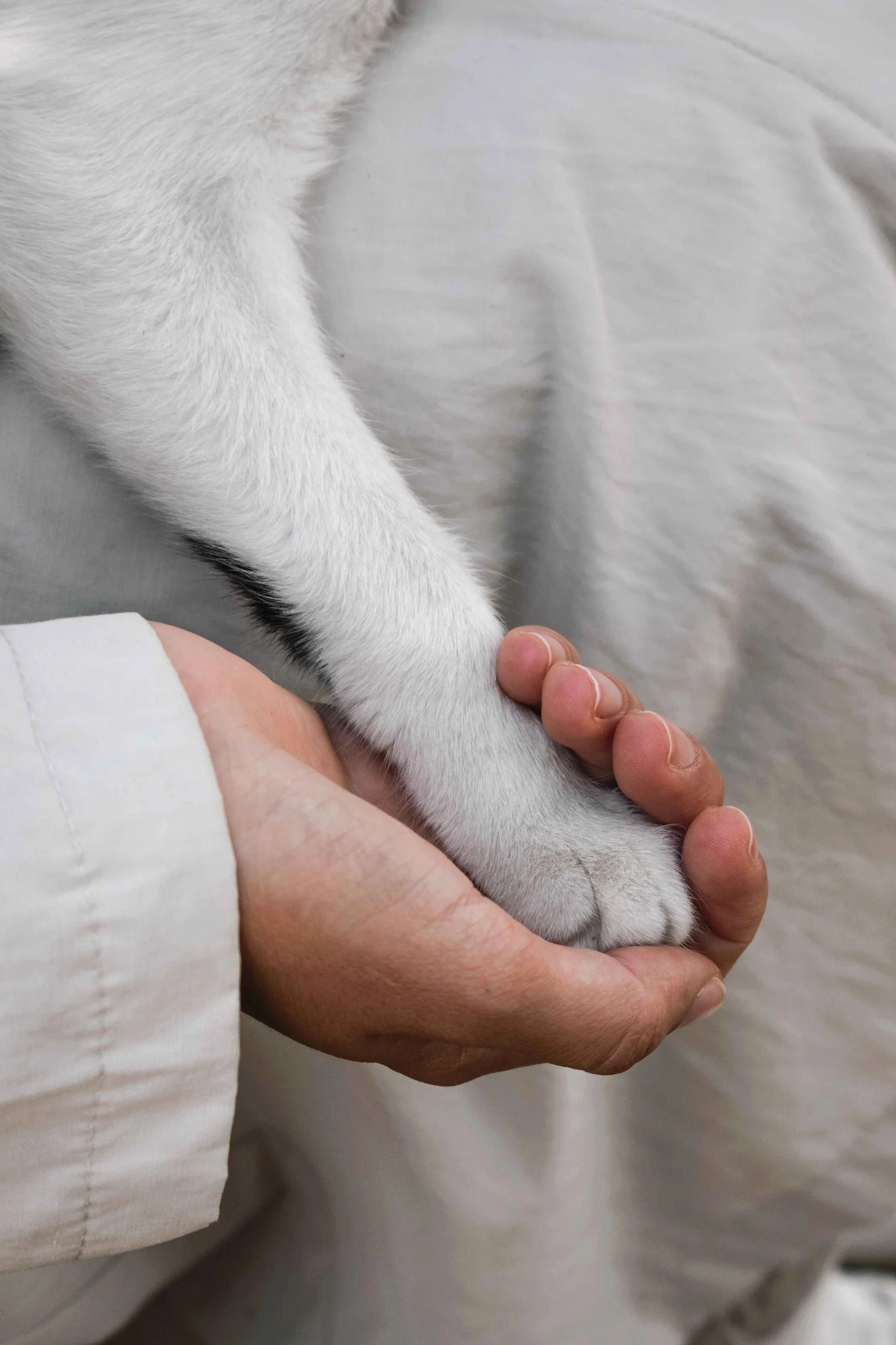 Person gently holding a white dog's paw in their open hand, emotional support animal benefits Hoboken NJ therapist