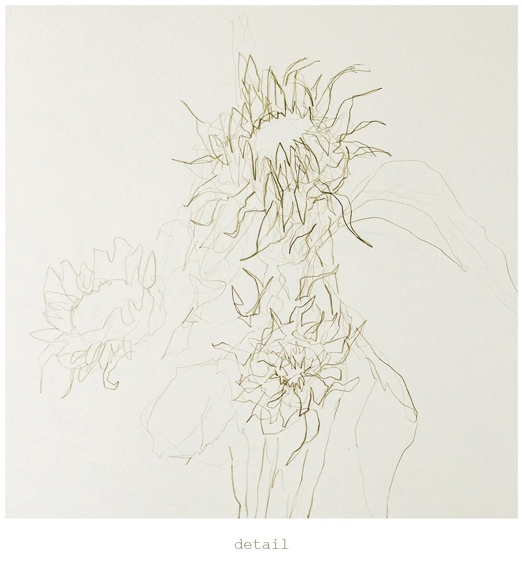 Andy Lawson - AL 2025 sunfloweRs - sunflower drawing print white border - detail.jpg