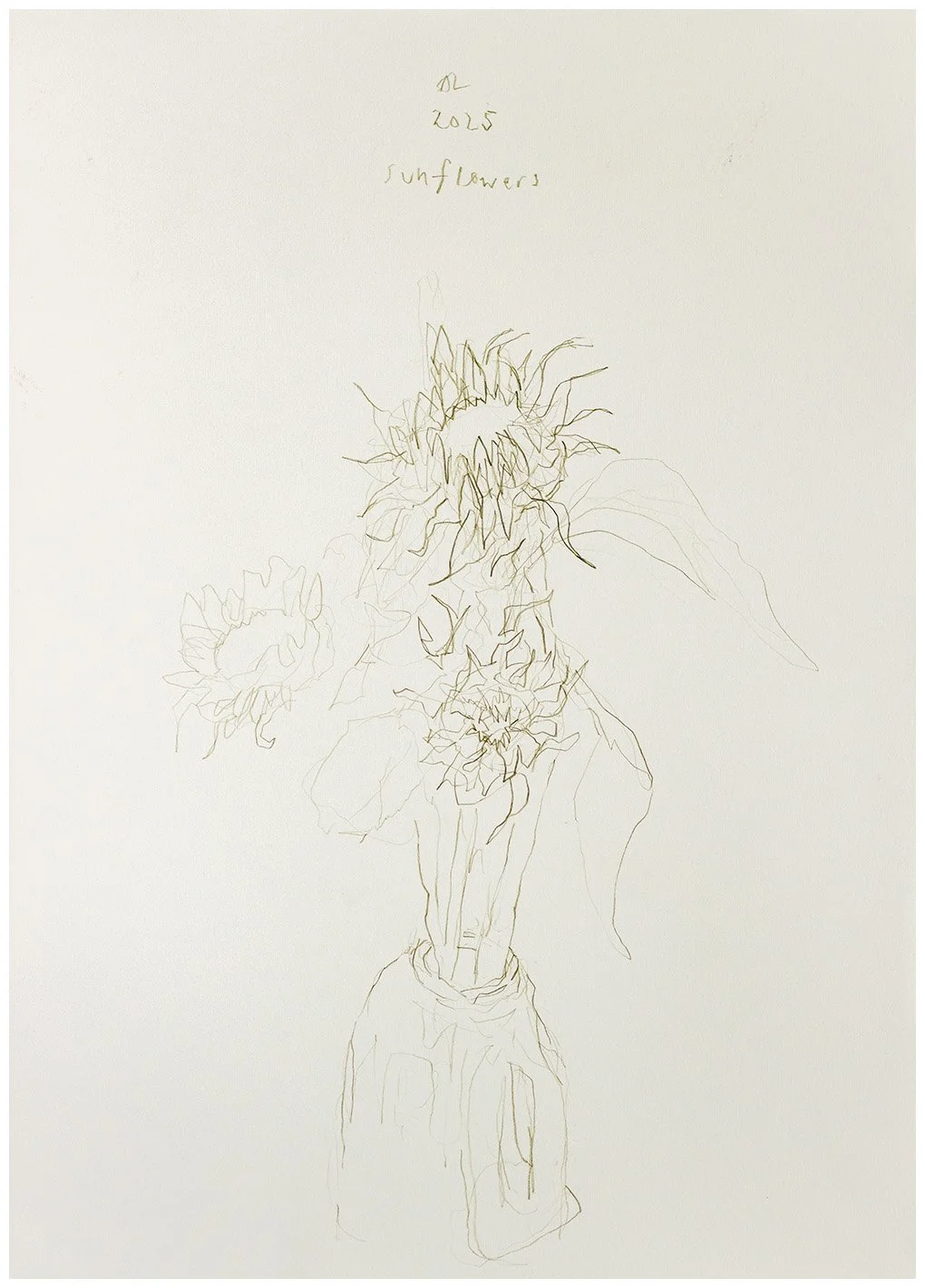 Andy Lawson - AL 2025 sunfloweRs - sunflower drawing print with white border.jpg