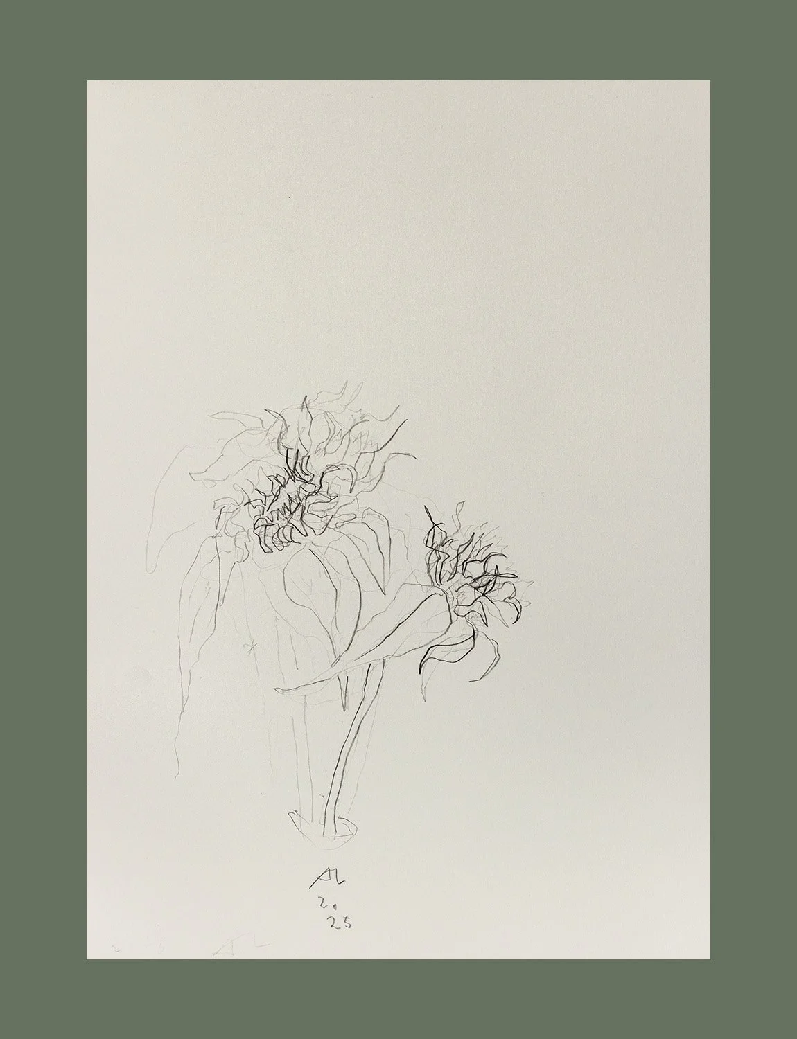 andy-lawson-drawings sunflowers in olive 2025.jpg