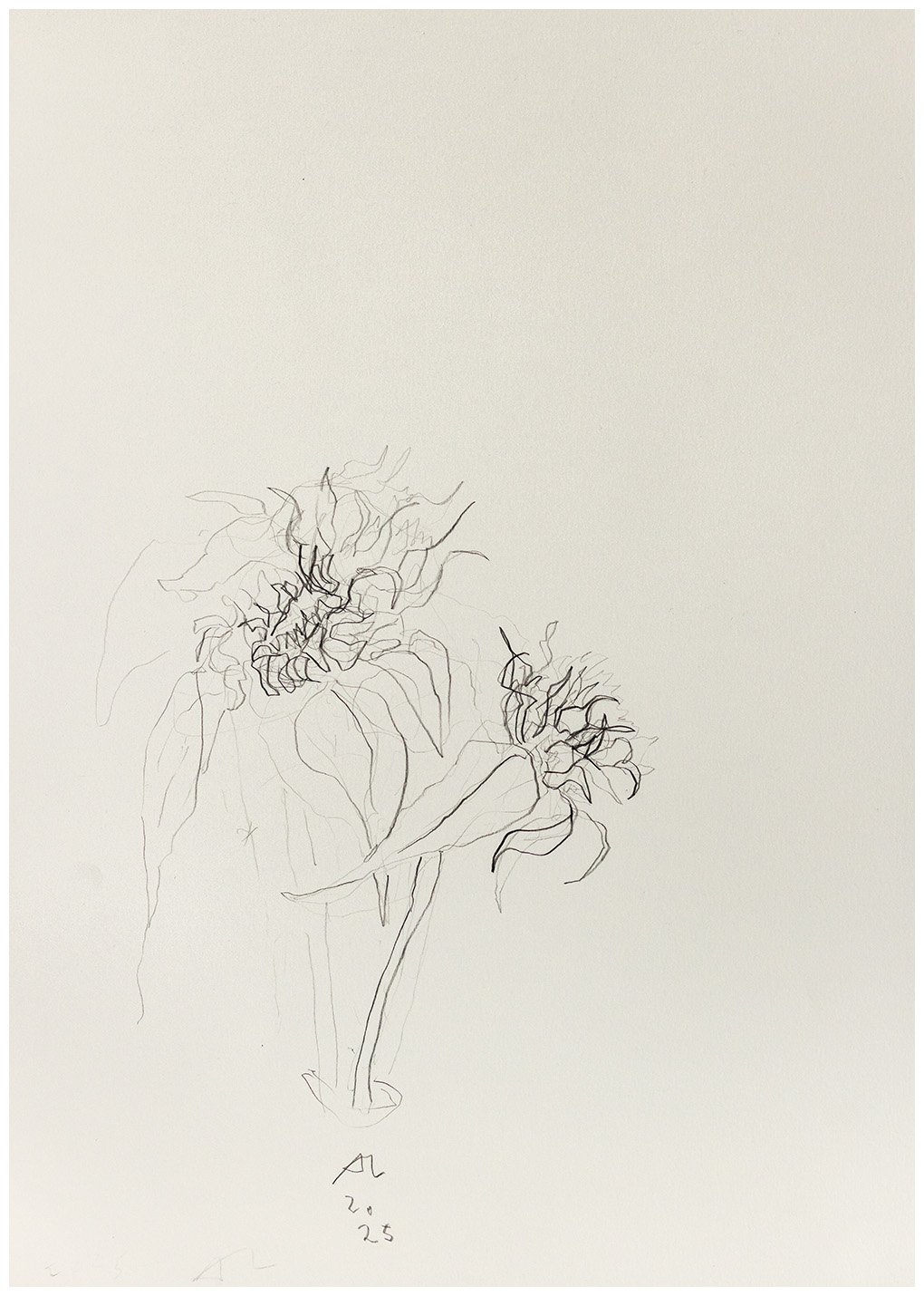 Andy Lawson - sunflowers AL 2025 - drawing print white border.jpg