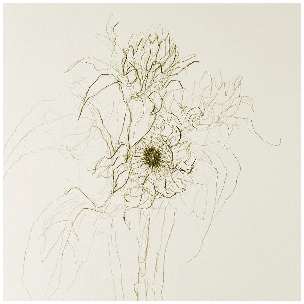 Andy Lawson - sunflower drawing print detail.jpg