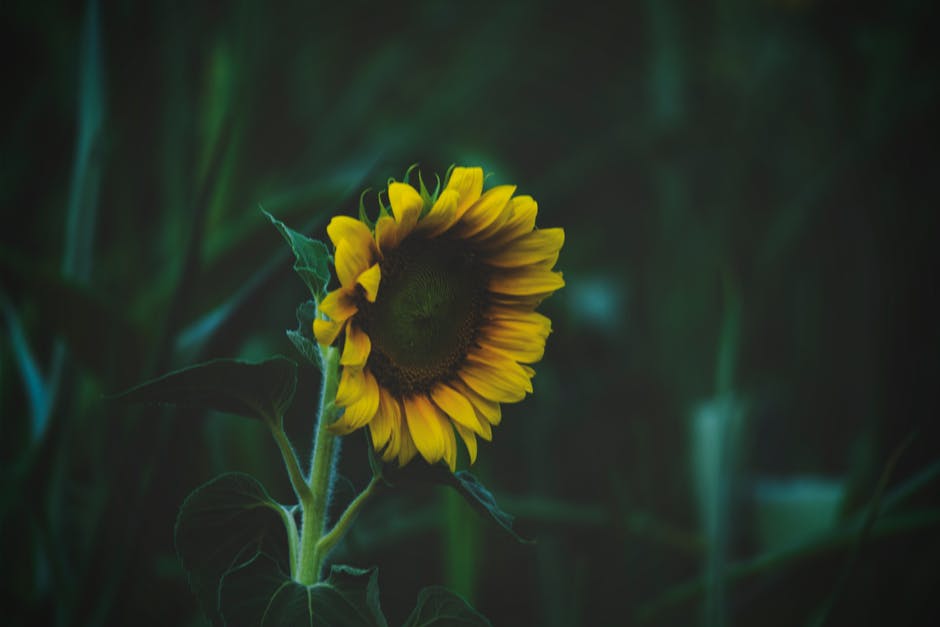 sunflower.jpeg
