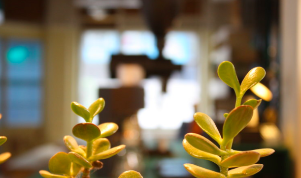 PLANT, Noma