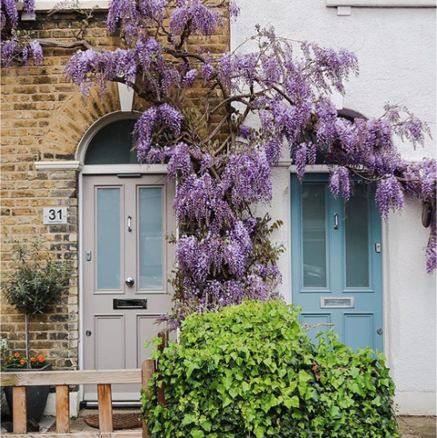 Wisteria hysteria in East Dulwich - London 
