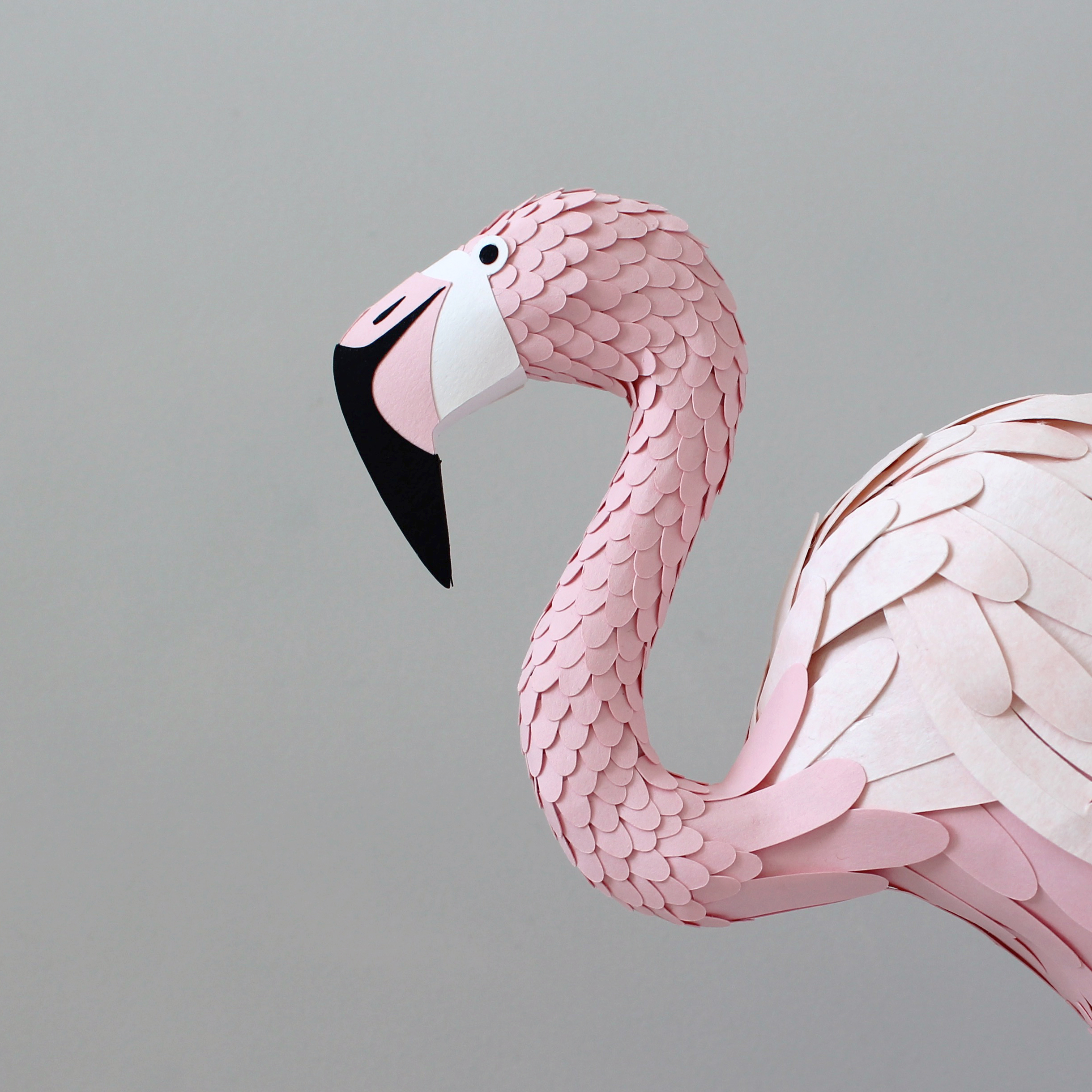 Mingo the Flamingo