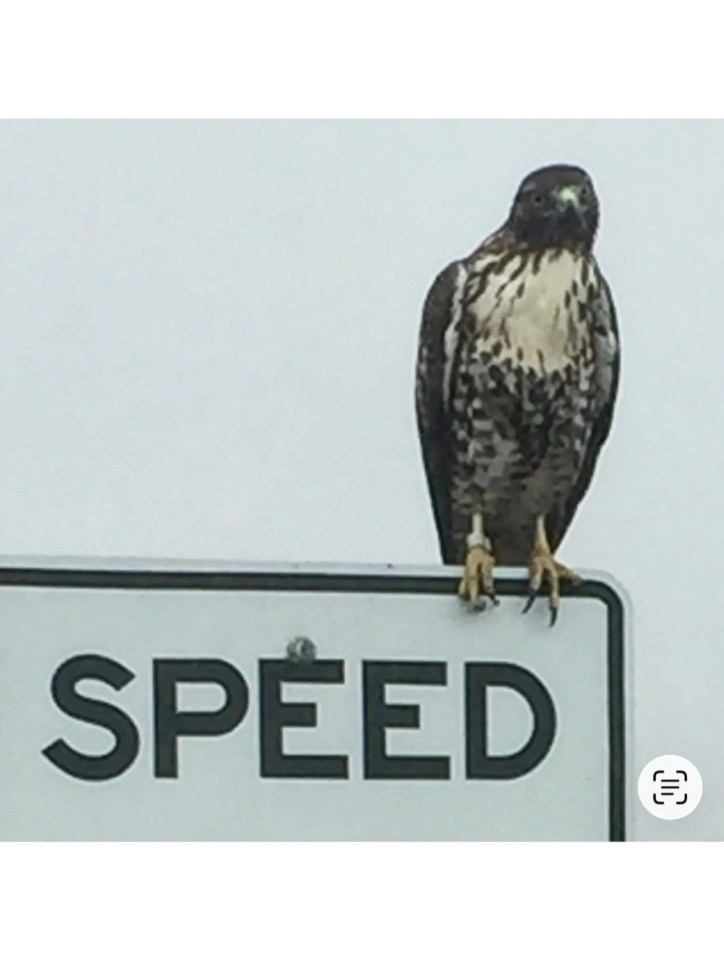 I saw 9 hawks today.
That&rsquo;s a good day.🪶