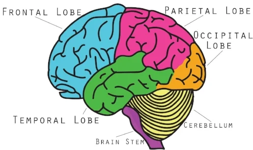 brainlobes.jpg