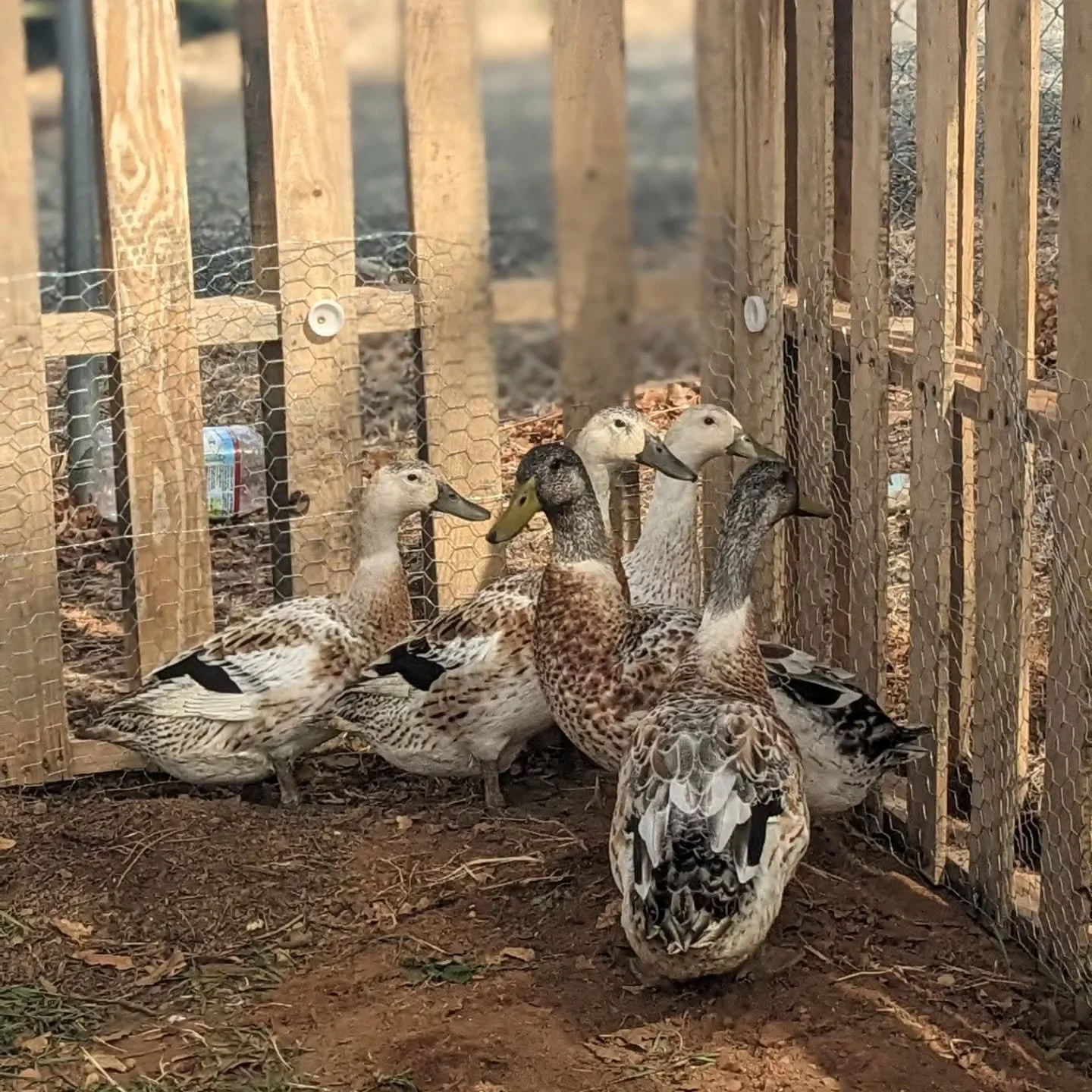 Welcome to the homestead feathered friends!

We are so excited to have this flock on the homestead &amp; look forward to some delicious eggs that are free from corn, gluten &amp; soy.

I personally am rooting for the girls to share with us a safe ing