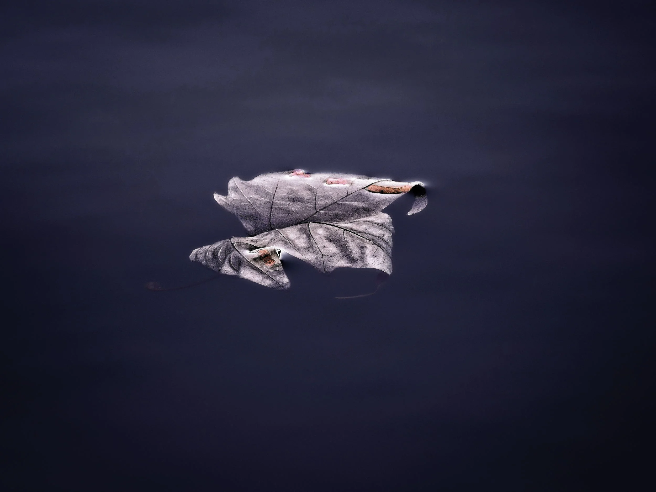 Everything is Floating