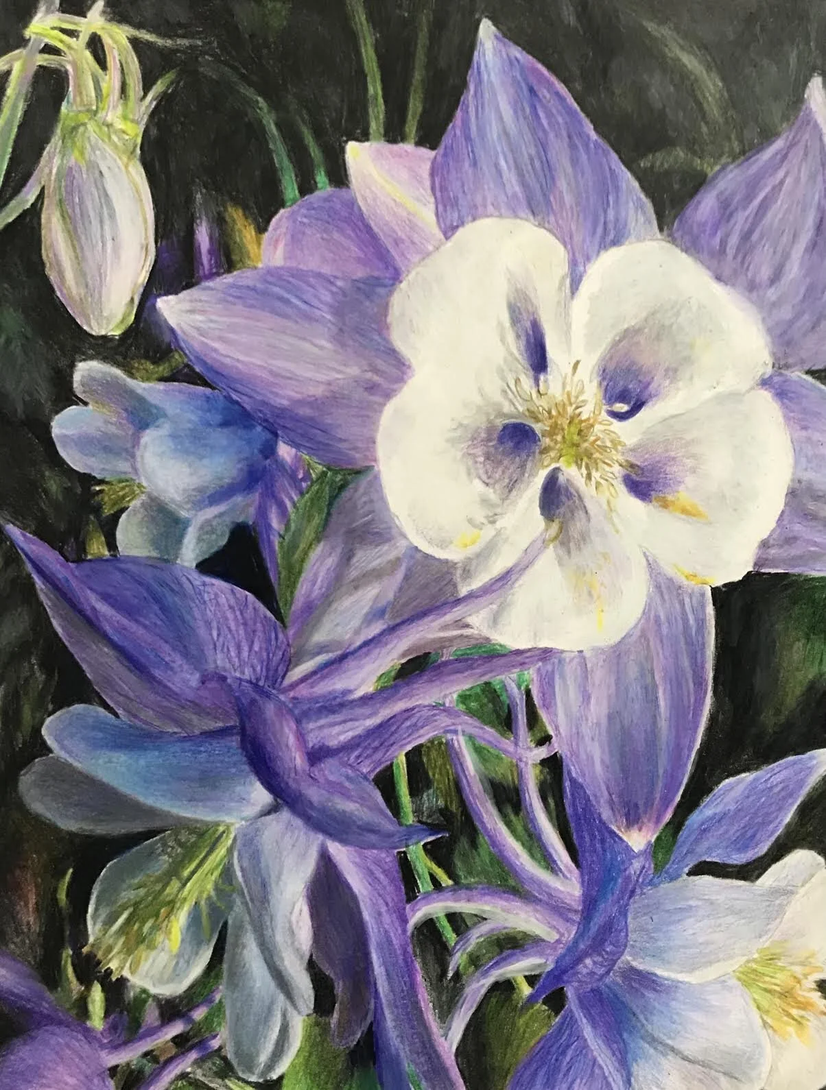 The Poetry of Columbines...jpeg