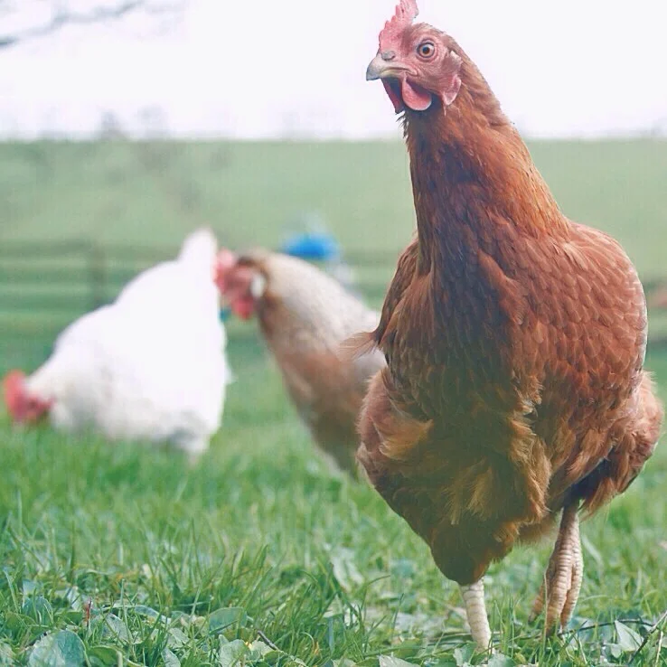 Nine Ways Chickens Have Given My Life Balance