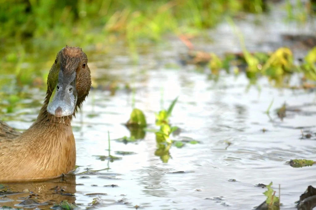 The Seasons Outside My Back Door: Week 1 January 2016