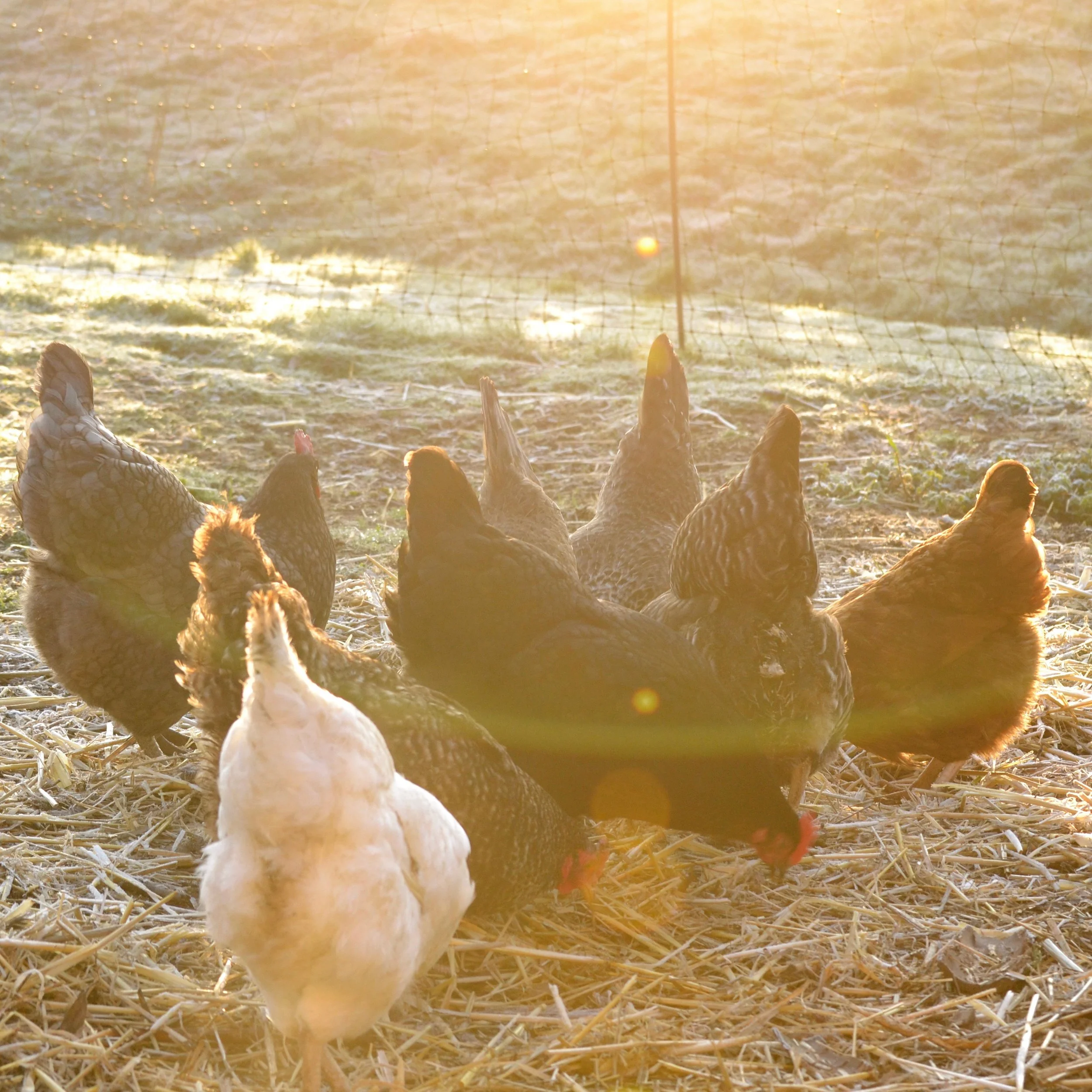 The Truth About Keeping Chickens