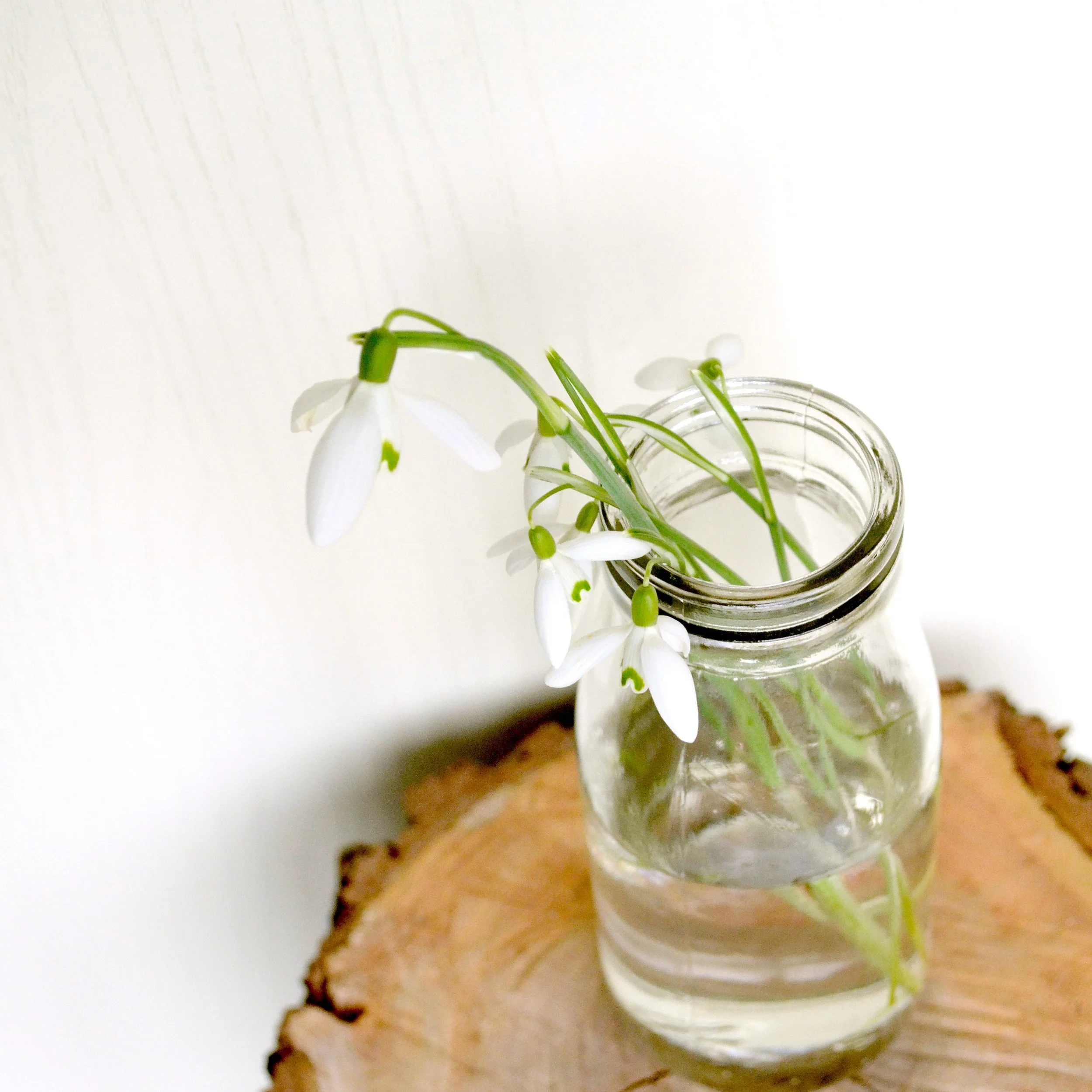 The Seasons Outside My Back Door: Week 5 February 2016