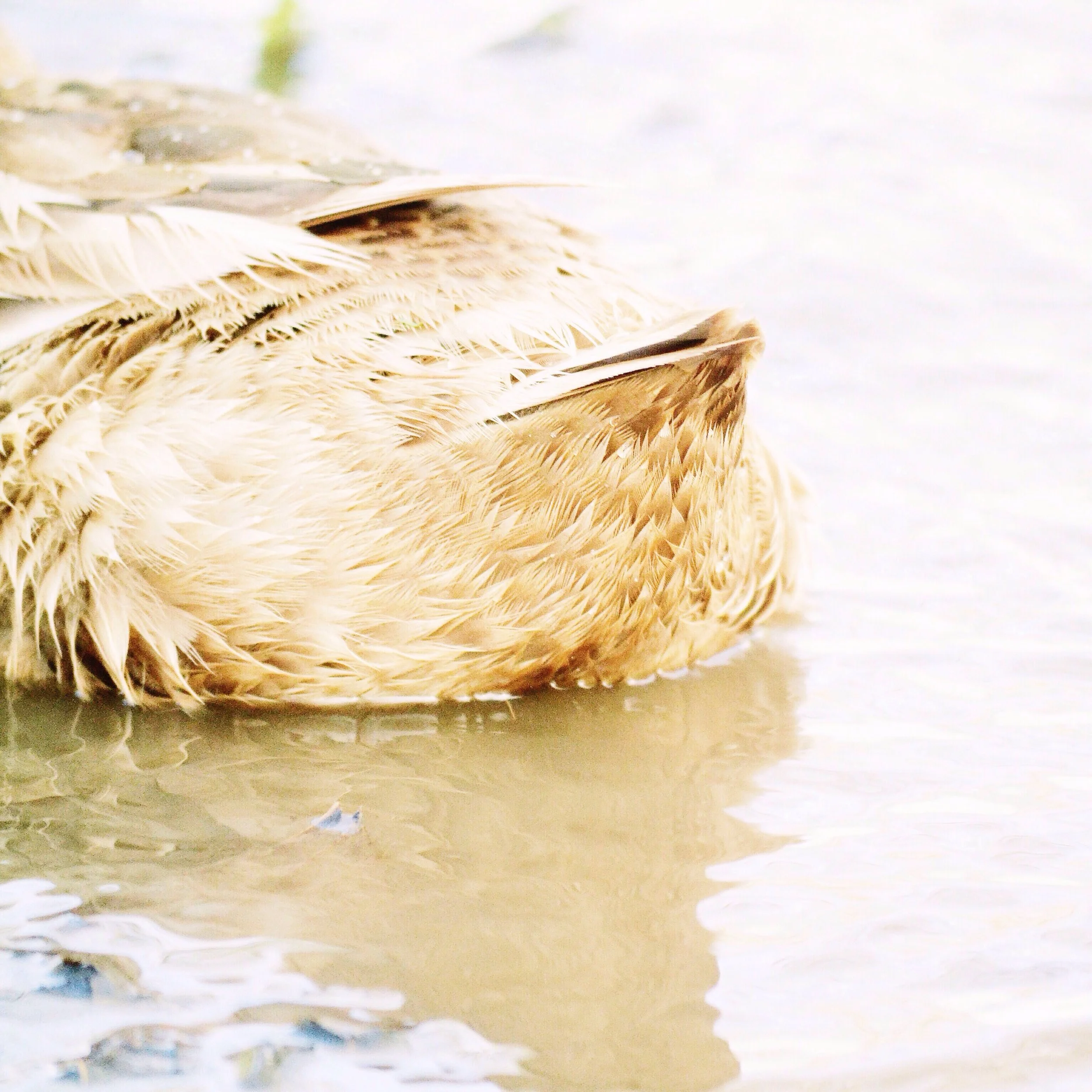 The Morning Routine of this Chicken and Duck-Keeper