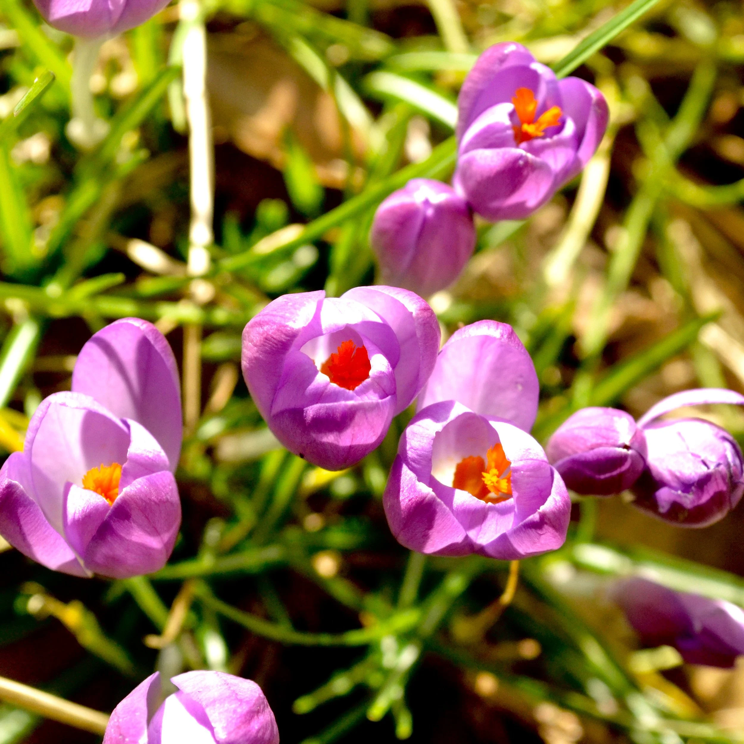 The Seasons Outside My Back Door: Week 6 February 2016