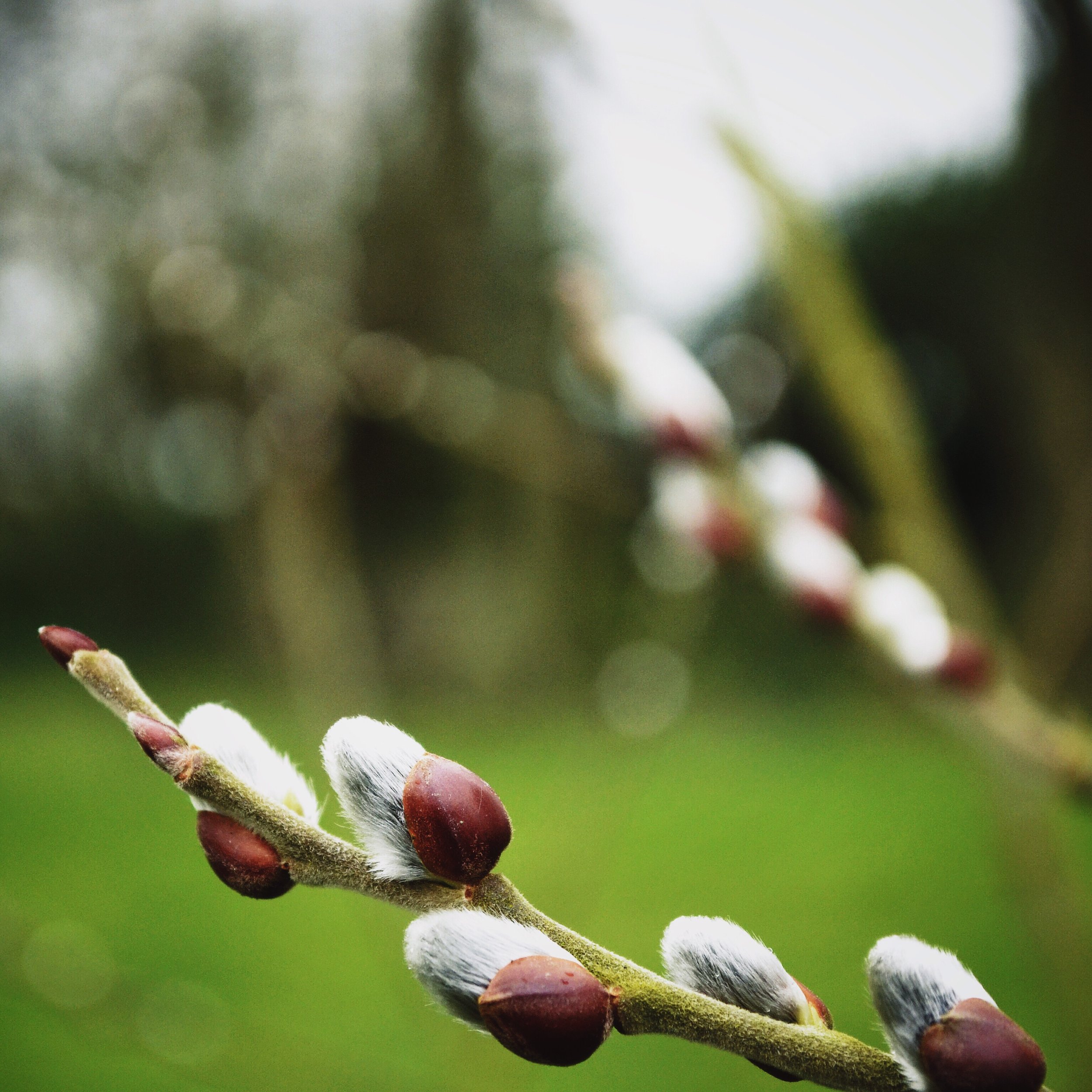 The Seasons Outside My Back Door: Week 7 February 2016