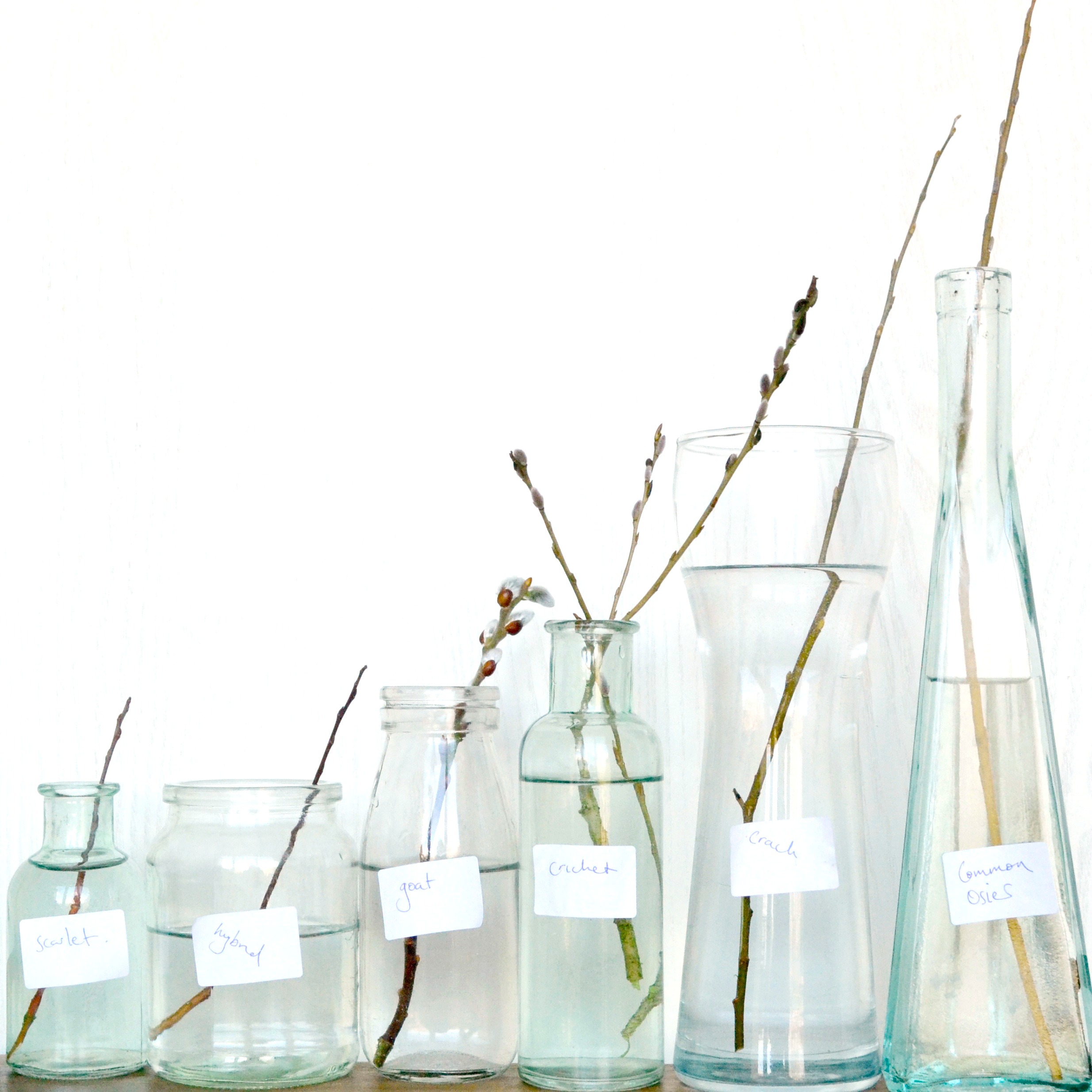 The Seasons Outside My Back Door: Week 8 February 2016