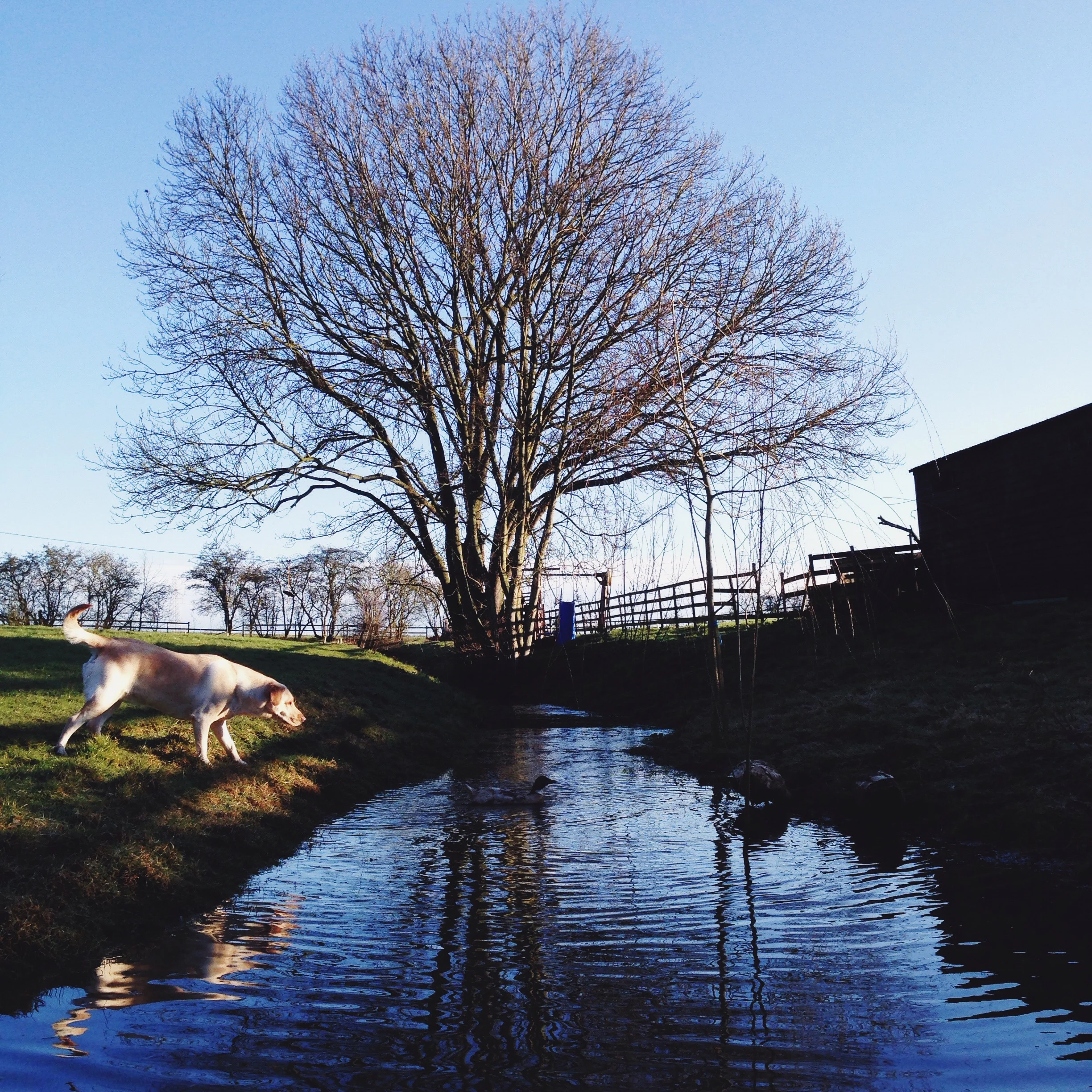 The Seasons Outside My Back Door: Week 9 March 2016