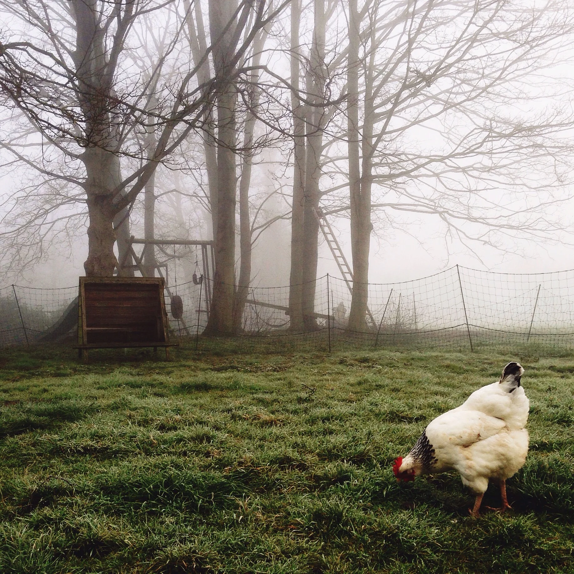 The Seasons Outside My Back Door: Week 10 March 2016