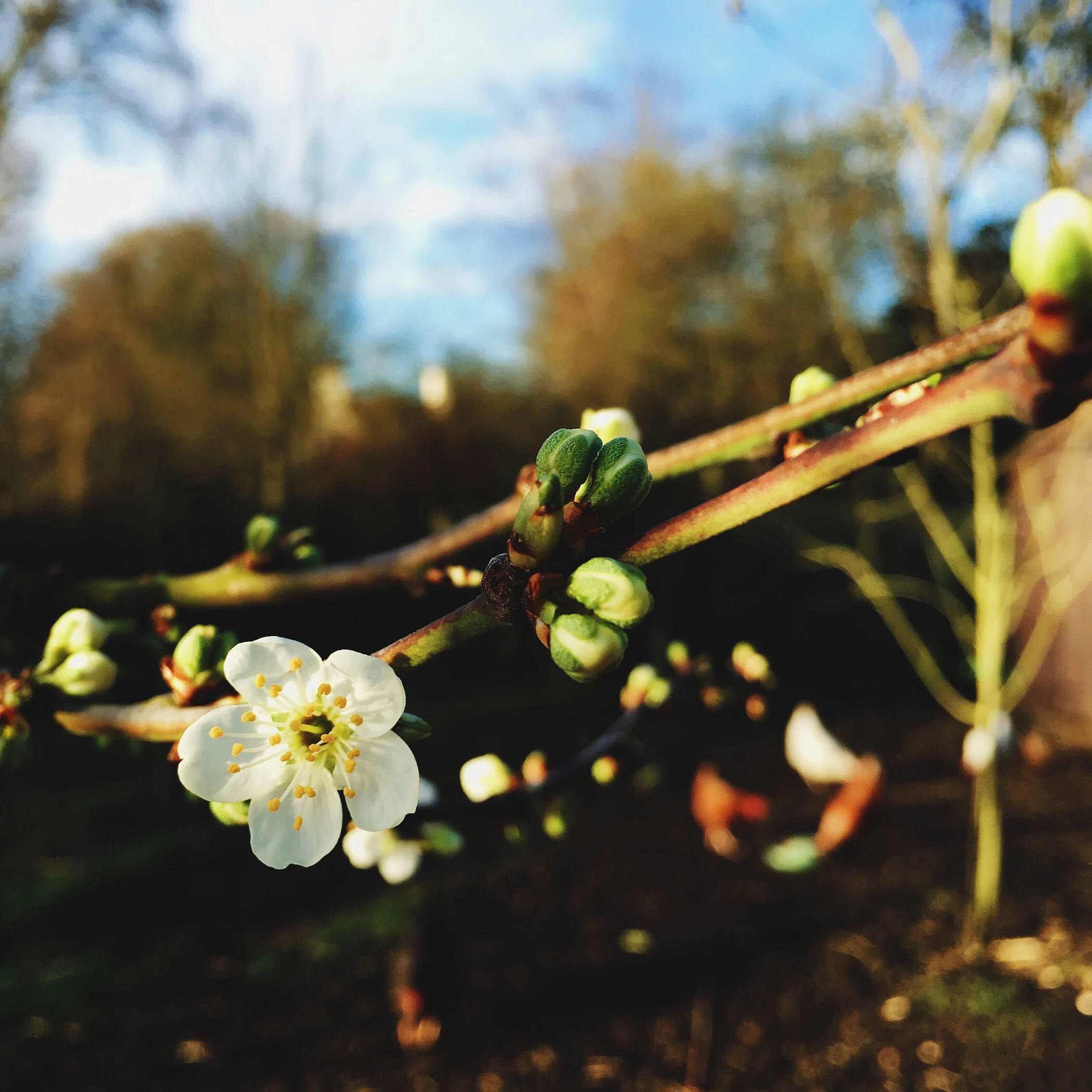 The Seasons Outside My Back Door: Week 12 March 2016