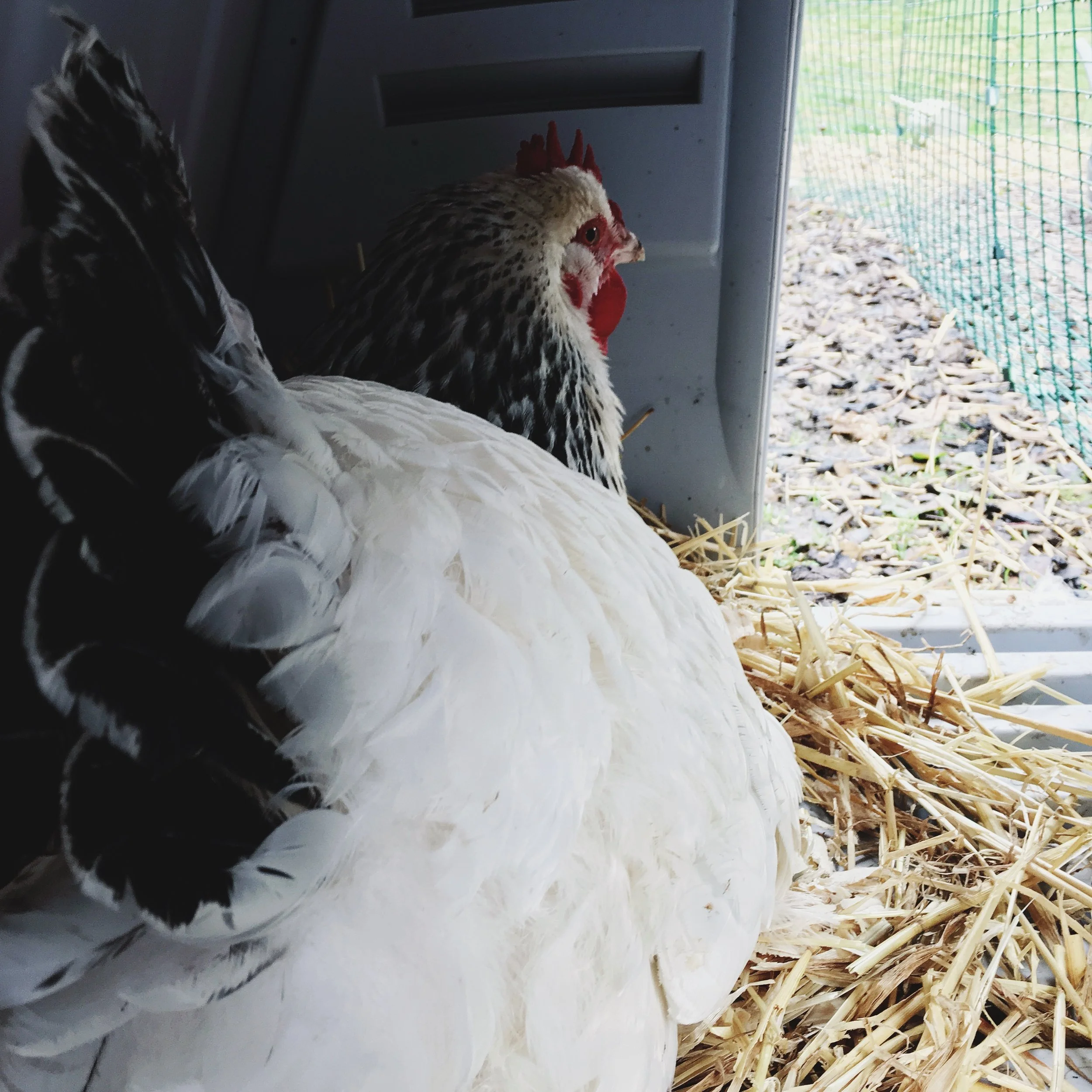 Broody Chicken Watch