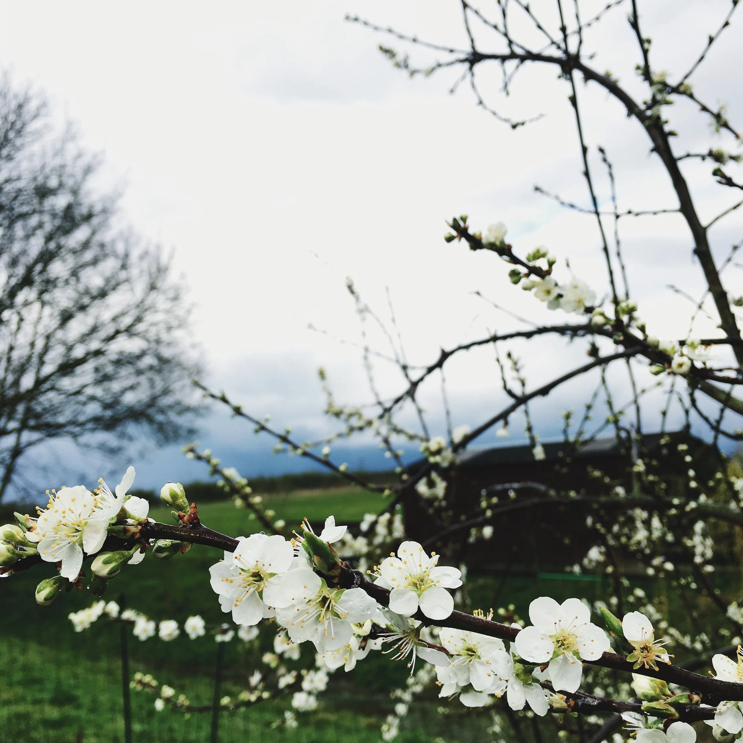 The Seasons Outside My Back Door: Week 13 || April 2016