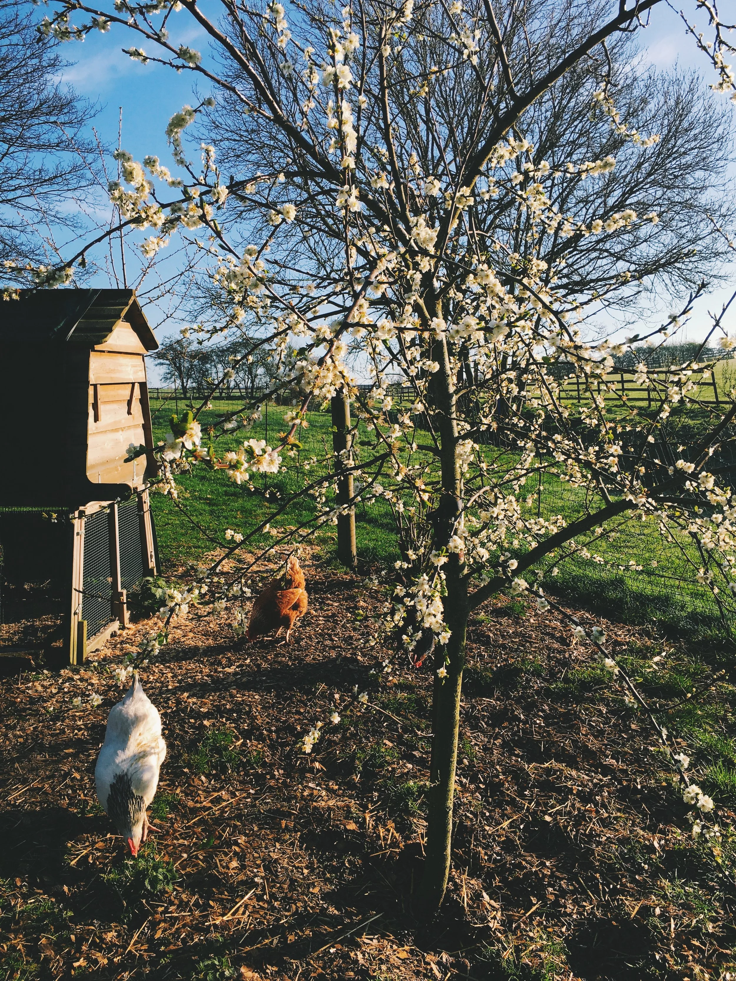 The Seasons Outside My Back Door: Week 14 || April 2016