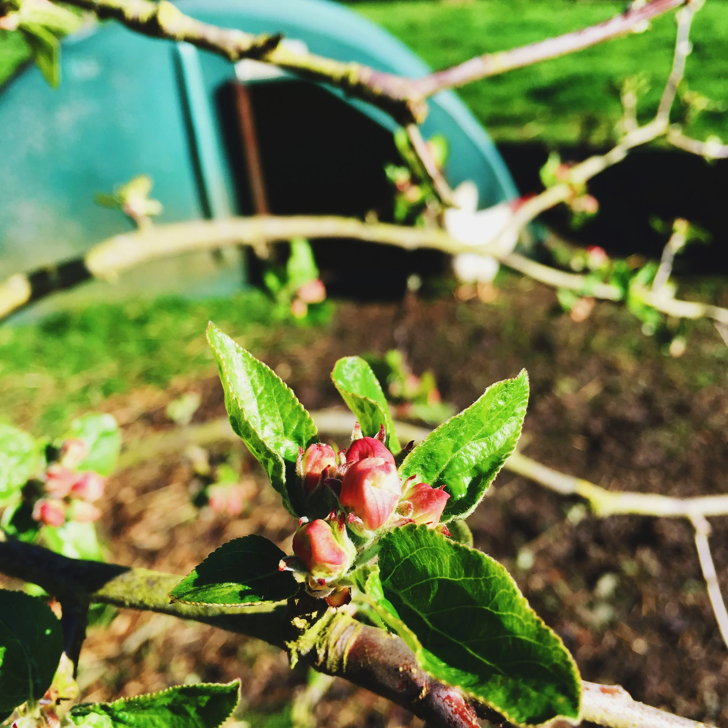 The Seasons Outside My Back Door: Week 15 || April 2016